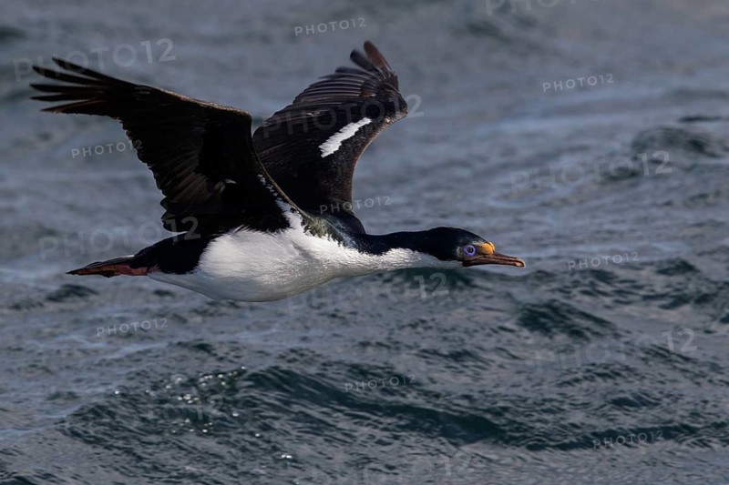 Imperial Cormorant (King) (Phalacrocorax atriceps) flying in Chile