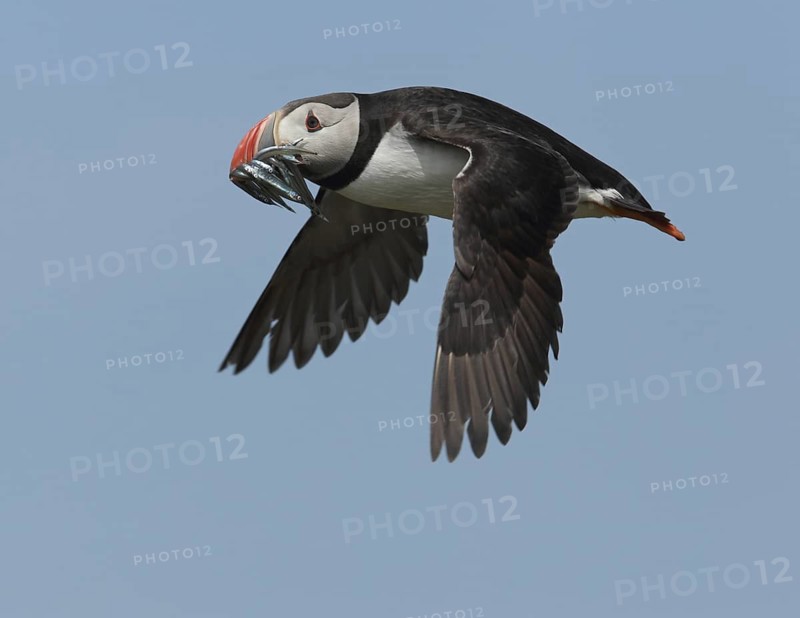Atlantic Puffin (Fratercula arctica) flying, Scotland, United Kingdom