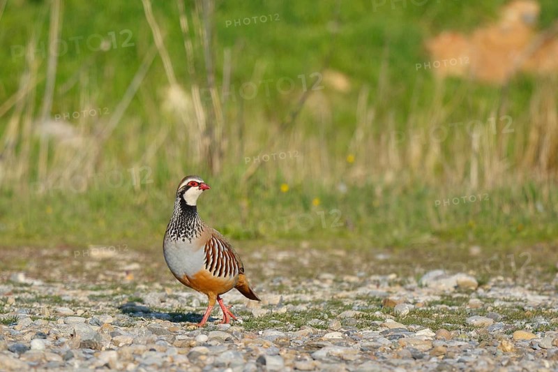 Red-legged Partridge (Alectoris rufa), Spain