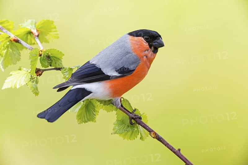 Bullfinch (Pyrrhula pyrrhula), animals, birds, finch family, Varanger Bird Park, Finnmark, Norway