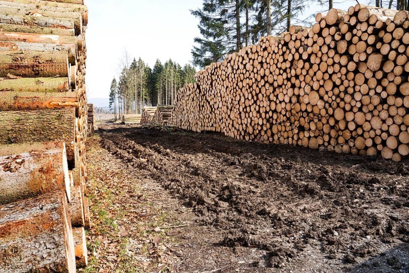 Woodpiles after storm damage after the Cyclone Friederike, 2018, Weser Uplands, Hesse, Germany