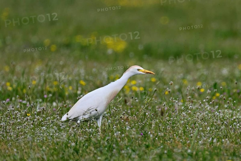 Cattle egret (Bubulcus ibis), foraging in a meadow, Camargue, southern France, France