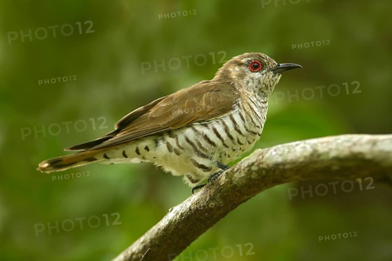 Little Bronze Cuckoo (Chrysococcyx minutillus) male, Queensland, Australia