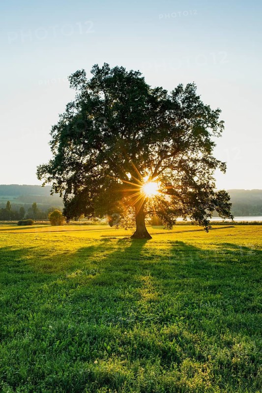 Large oak tree backlit on Lake Greifensee in the canton of Zurich, Switzerland