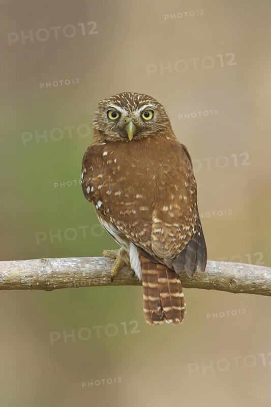 Ferruginous Pygmy Owl (Glaucidium brasilianum) perched on a branch in Costa Rica