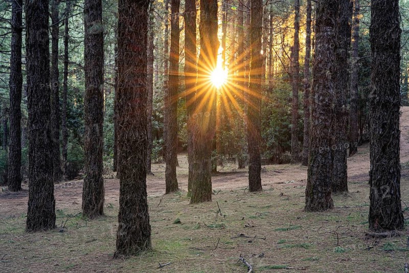 The pine forest at Área Recreativa El Pilar at sunrise with sun star. La Palma, Canary Islands, Spain