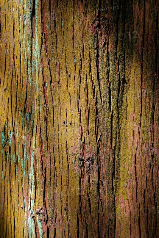 Close-up of tree bark showing the texture and different colours of the wood, Grena Park, Furnas, George Hayes, Lagoa das Furnas, Sao Miguel Island, Azores, Portugal