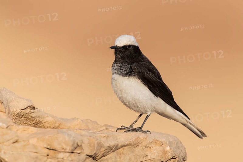 Hooded Wheatear (Oenanthe monacha) on ground, Eilat, Israel