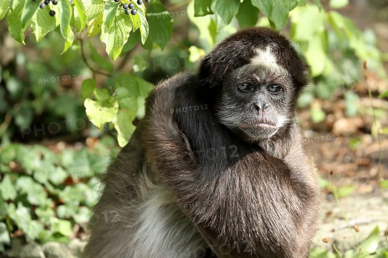Close-up of a spider monkey sitting relaxed in the wild, Brown spider monkey (Ateles hybridus), in captivity, Hesse, Germany