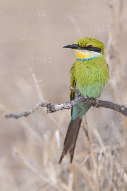 Swallow-tailed Bee-eater (Merops hirundineus), Northern Cape, South Africa