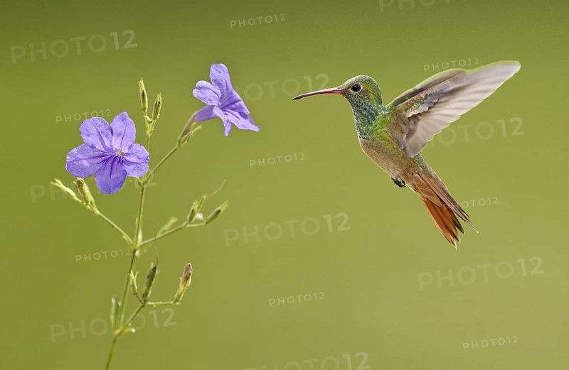 Buff-bellied Hummingbird (Amazilia yucatanensis), Texas, USA