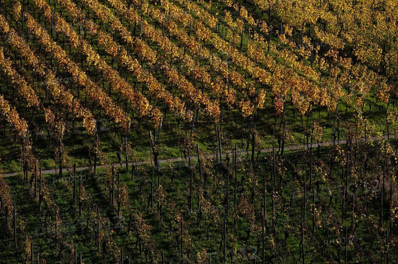 vineyard, vines, grapevines, winegrowing, autumn colouring, autumn, graphic, Strümpfelbach, Weinstadt, Baden-Württemberg, Germany