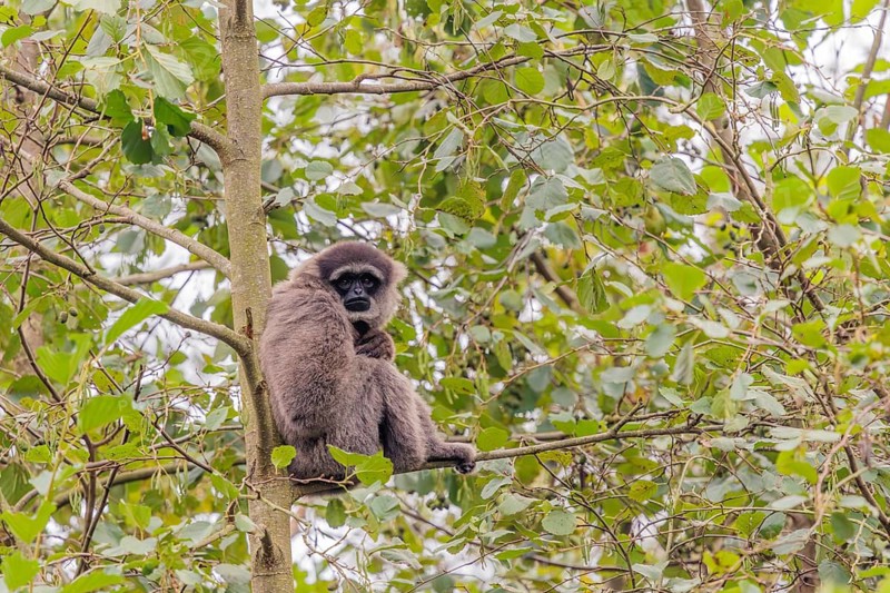 A silvery gibbon (Hylobates moloch) sits in a tree looking into the camera. Java, Indonesia