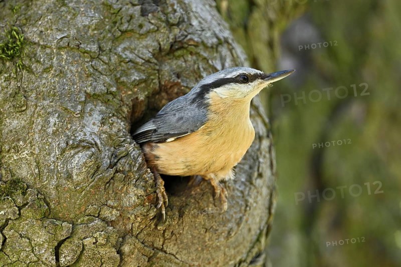 Nuthatch (Sitta europaea), looking out of its breeding den, Lake Neusiedl National Park, Seewinkel, Burgenland, Austria