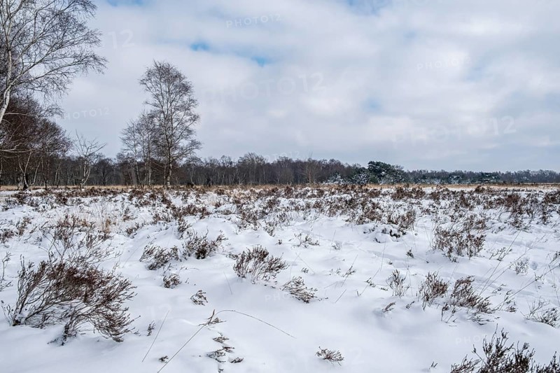 Zwillbrocker Venn in winter with snow, nature reserve, Zwillbrock, Vreden, North Rhine-Westphalia, Germany
