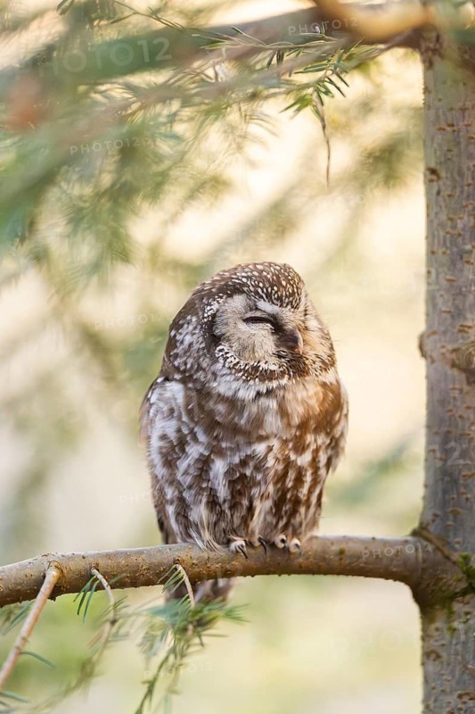 Boreal owl (Aegolius funereus) sitting in a tree in winter, Bavarian Forest Nationalpark, Bavaria, Germany
