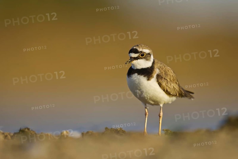 Little Ringed Plover (Charadrius dubius), North Rhine-Westphalia, Germany