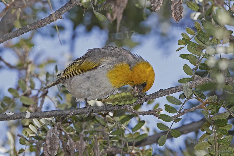 Palila, Loxioides bailleui, endangered Hawaiian Honeycreeper