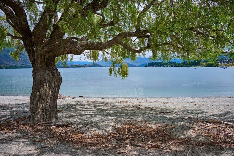 A tree on the lakeshore with a view of water and mountains, creates a peaceful atmosphere, summer, Lake Wanaka, Wanaka, Otago, South Island, New Zealand