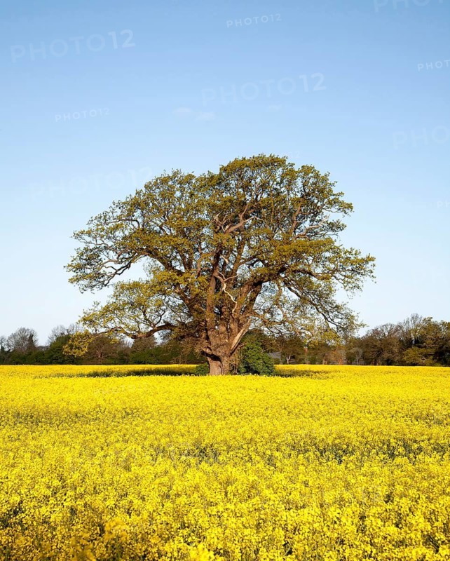 Spring rural landscape with yellow flowers of oils seed rape crop and oak tree in early leaf, Sutton, Suffolk, England, United Kingdom