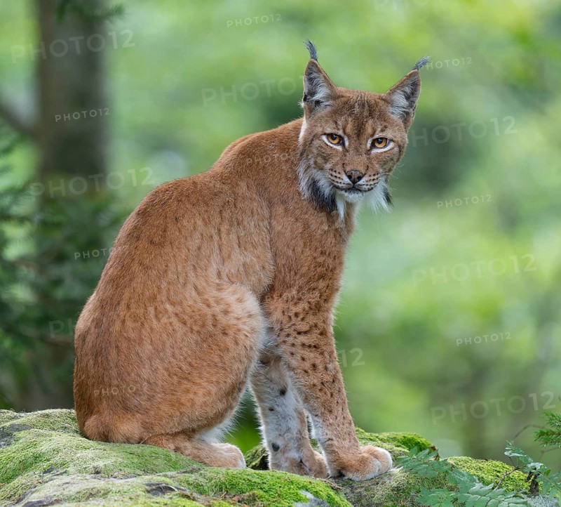 Eurasian lynx (Lynx lynx) sitting on a moss-covered rock in the forest and looking attentively, captive, Bavarian Forest National Park, Bavaria, Germany