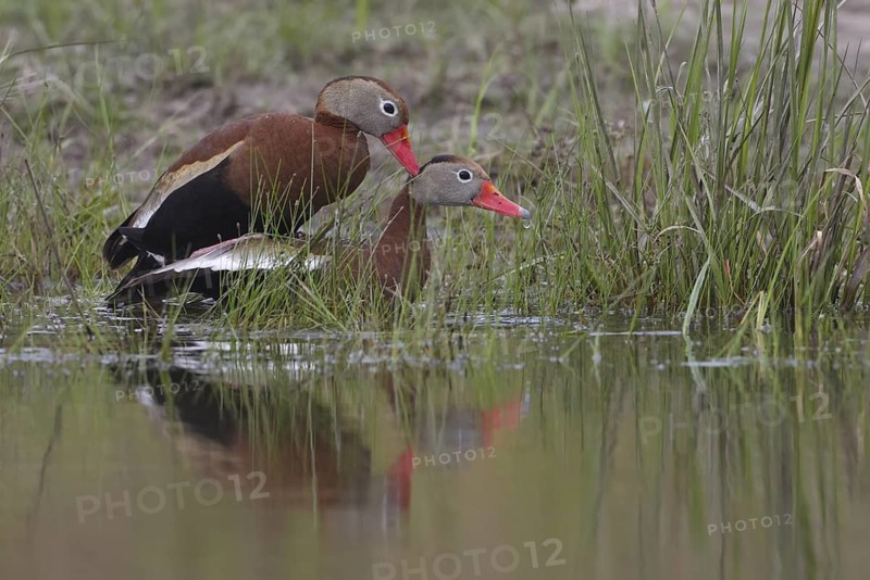 Black-bellied Whistling Duck (Dendrocygna autumnalis) pair mating, Texas, USA