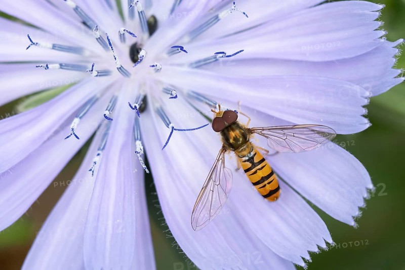 Common hoverfly (Eupeodes corollae) adult insect feeding on a Chicory flower in summer, Suffolk, England, United Kingdom