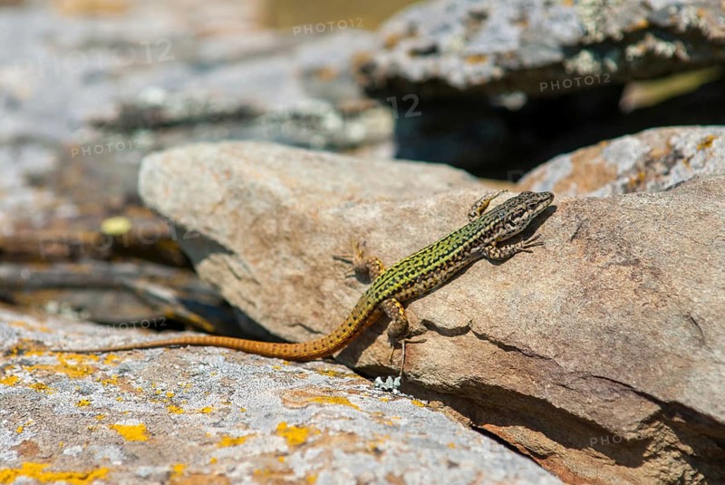 Iberian wall lizard, Iberian wall lizard, Podarcis hispanica, Spanish wall lizard, critters, lizards, extremadura, reptiles, lizards, reptilia, reptiles, Spain