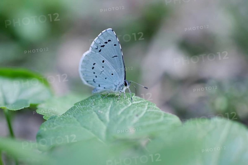 Common Blue (Celastrina argiolus), macro, wings, the little butterfly is perched on a leaf
