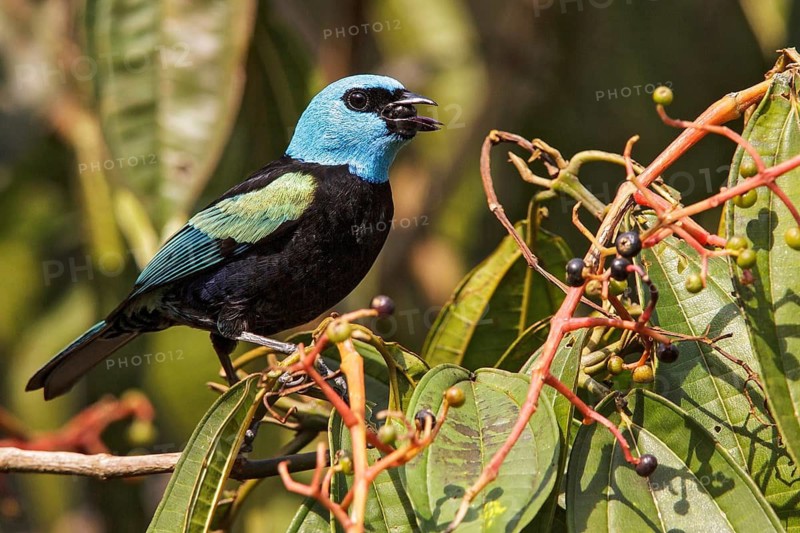 Blue-necked Tanager (Tangara cyanicollis) perched on a branch in Manu National Park, Peru