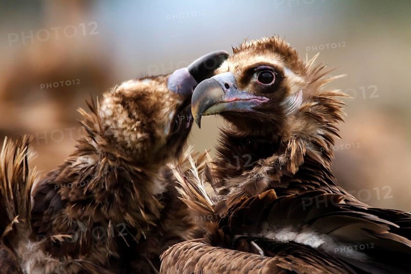 Cinereous Vulture (Aegypius monachus) pair displaying, Castile-La Mancha, Spain