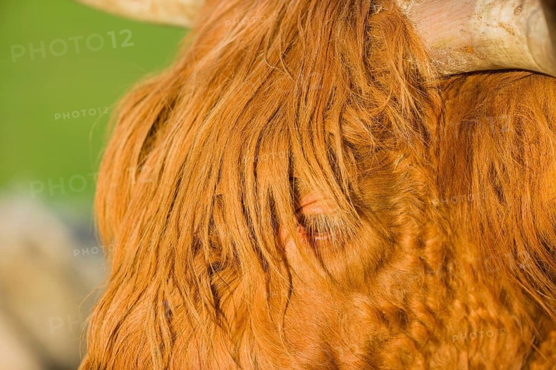 Portrait of a Highland cow (Bos primigenius taurus) in the first light of the day