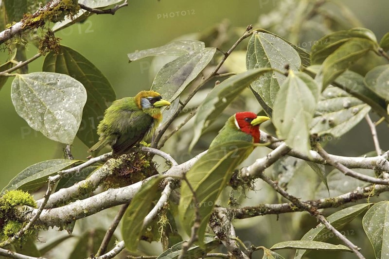 Red-headed Barbet (Eubucco bourcierii), Ecuador