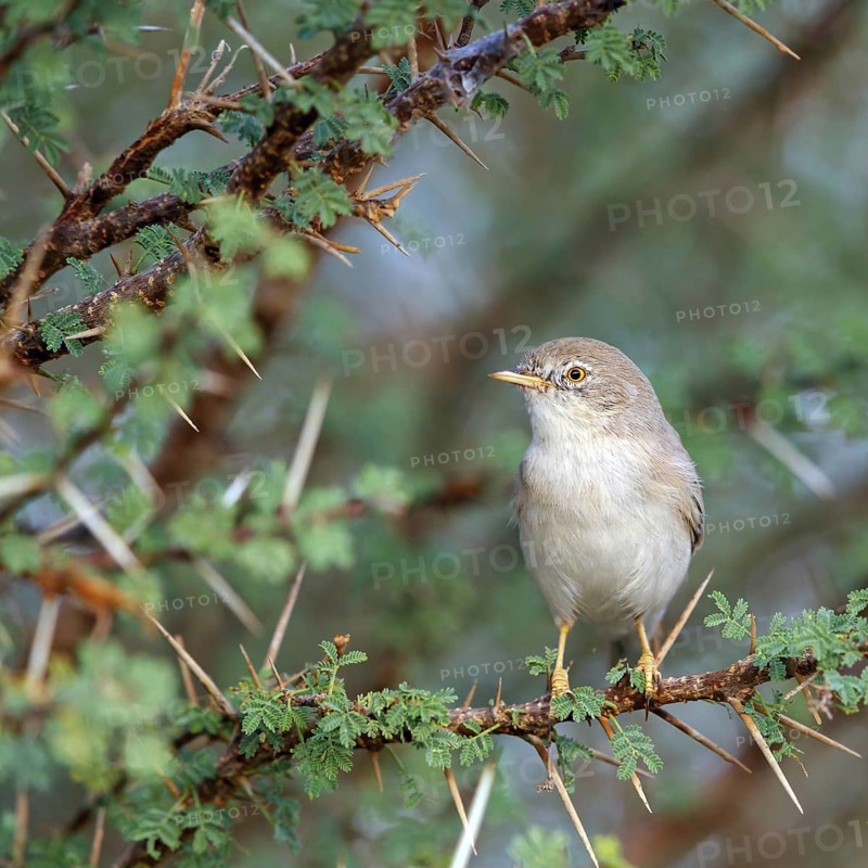 Desert warbler, (Sylvia nana deserti), animals, birds, biotope, habitat, perch, songbird, warbler family, Middle East, Mudday, Salalah, Dhofar, Oman