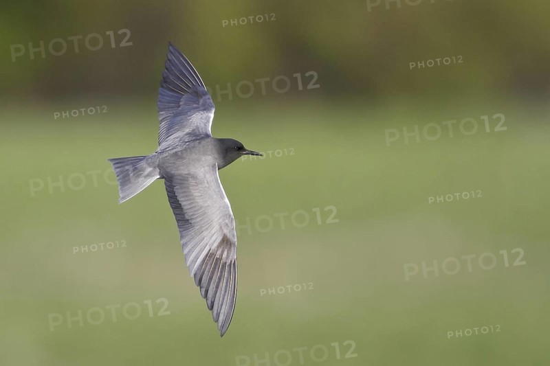 Black Tern (Chlidonias niger), Manitoba, Canada