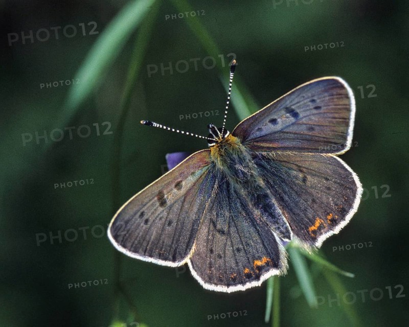 Brown moth, Lycaena tityrus, sulfur bird, sooty purple-edged copper, birds, butterfly, insects, butterfly, butterflies, butterflies