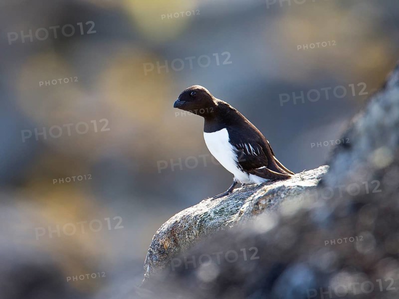 Little Auk (Alle alle), Spitsbergen, Norway