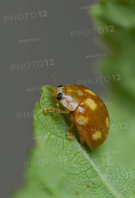 Calvia Decemguttata, cream spot ladybird, light ladybird, ten-spot ladybird, ten-spot ladybird, ten-spotted ladybird, beetle, coleoptera, high size, portrait format, insects, beetles