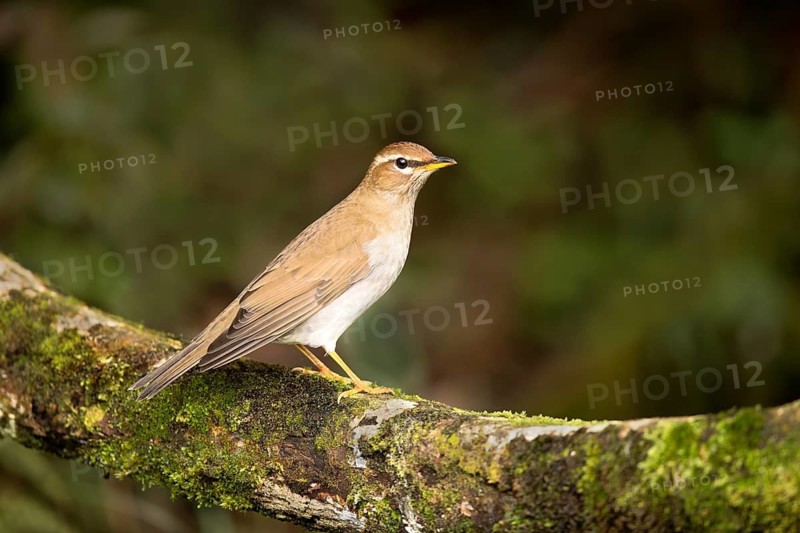 Grey-sided Thrush (Turdus feae) perched on a mossy log, Pahang, Malaysia
