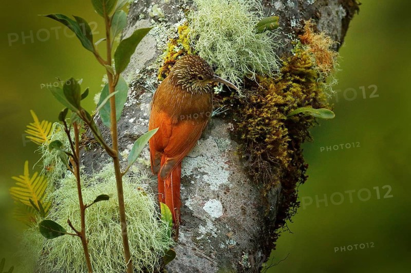 Spot-crowned Woodcreeper, Lepidocolaptes affinis, wild bird in the forest habitat. Wildlife scene from nature, Costa Rica. Bird on the spiny tree trunk. Animal with long bill from Central America