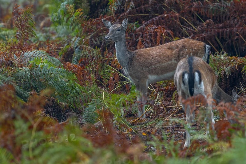 The fallow deer (Dama dama) feel safe among the tall bracken and animals can be observed throughout the day, acorn mast, autumn, rut, fallow deer rut, October, Germany