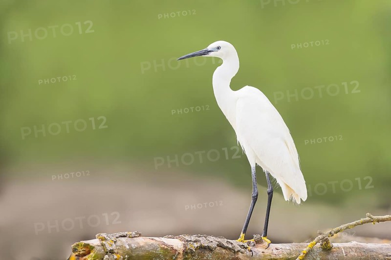 Little Egret (Egretta garzetta), adult bird, perched on a thick branch, wildlife, nature photography, egret, Altmühlsee, Altmühltal, Franconian Lake District, Middle Franconia, Franconia, Bavaria, Germany