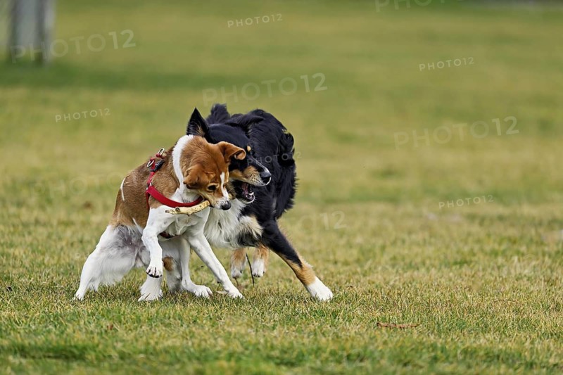 Mixed breed dog between Border Collie and Australian Shepherd plays with Beagle, Switzerland