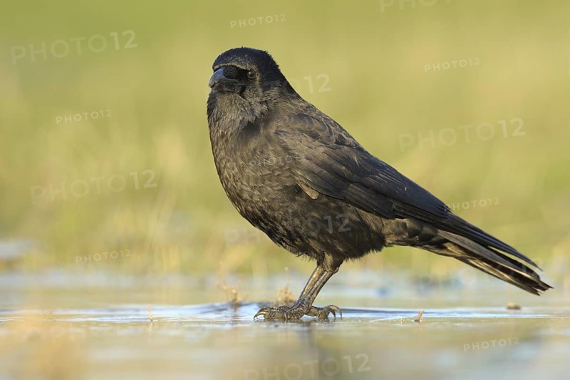 Carrion Crow (Corvus corone), North Rhine-Westphalia, Germany