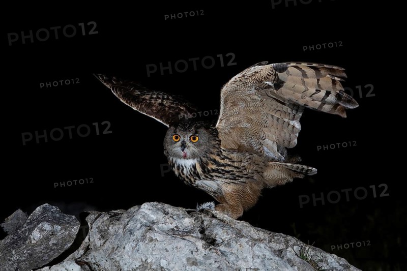 Eurasian Eagle-Owl (Bubo bubo) male, Extremadura, Portugal