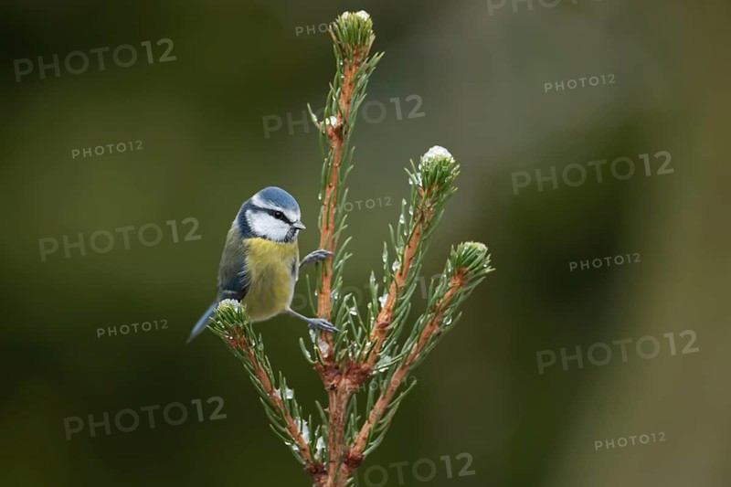 Blue tit (Cyanistes caeruleus) adult garden bird on a frost covered Christmas tree branch in winter, England, United Kingdom
