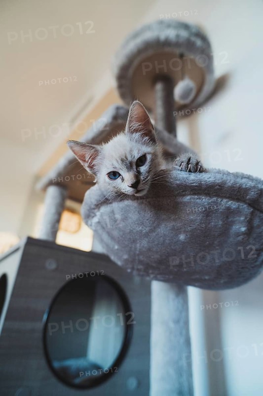 A small kitten with striking blue eyes comfortably lounges on a soft perch of a cat tree within a home setting