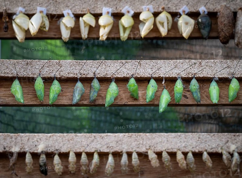Close-up of cocoons in different shapes, colours and stages of development attached to a wooden board with pins, butterflies, Butterfly House, Botanical Garden or Botanisk Have, University, Copenhagen, Denmark