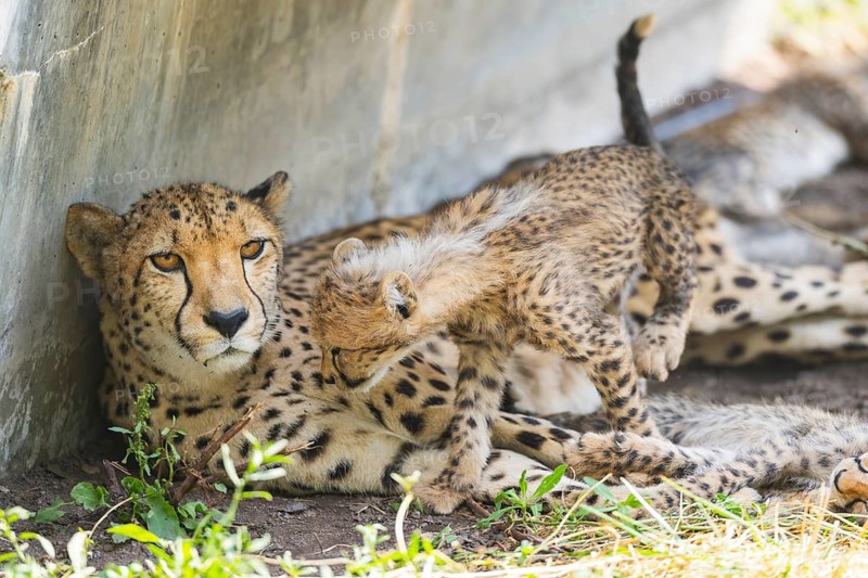 Cheetah (Acinonyx jubatus) mother with her youngster, captive, occurrence Africa