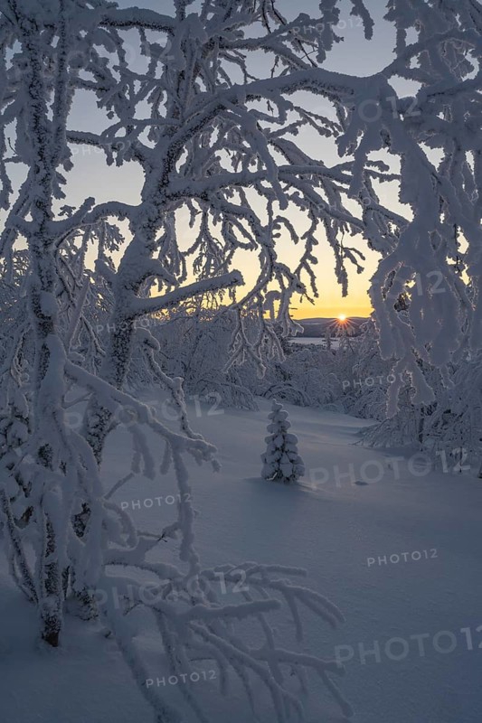 Snowy birches against light, Norrbotten, Lapland, Sweden, February 2024